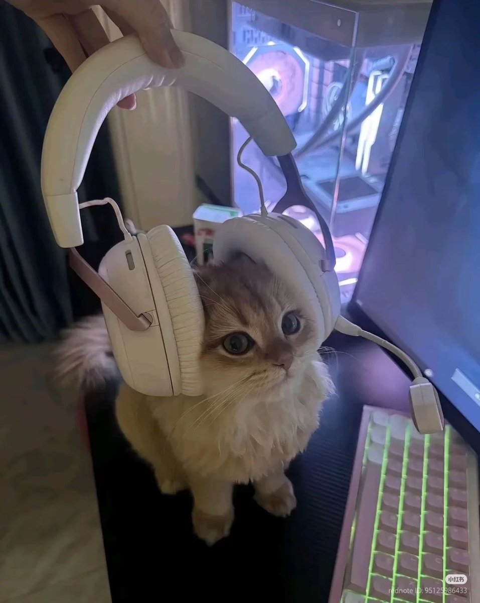 No Context Cats tweet media