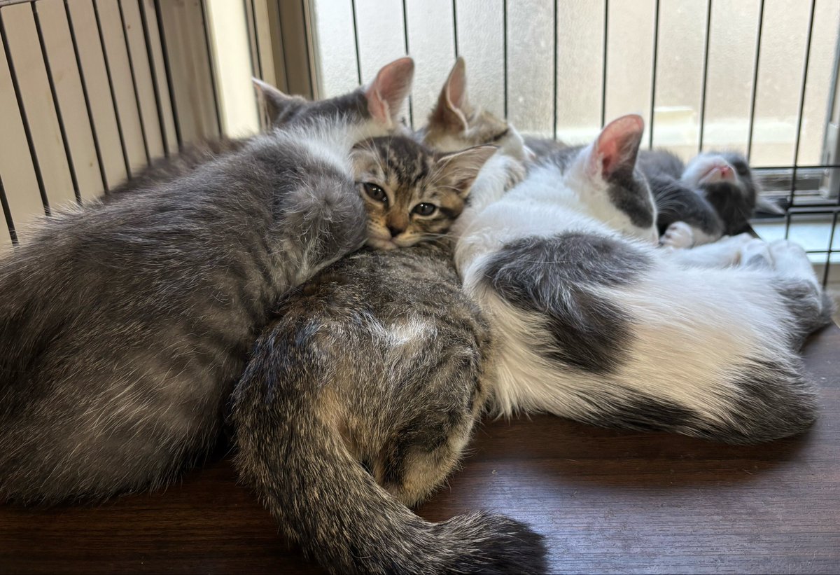 こっち見てる