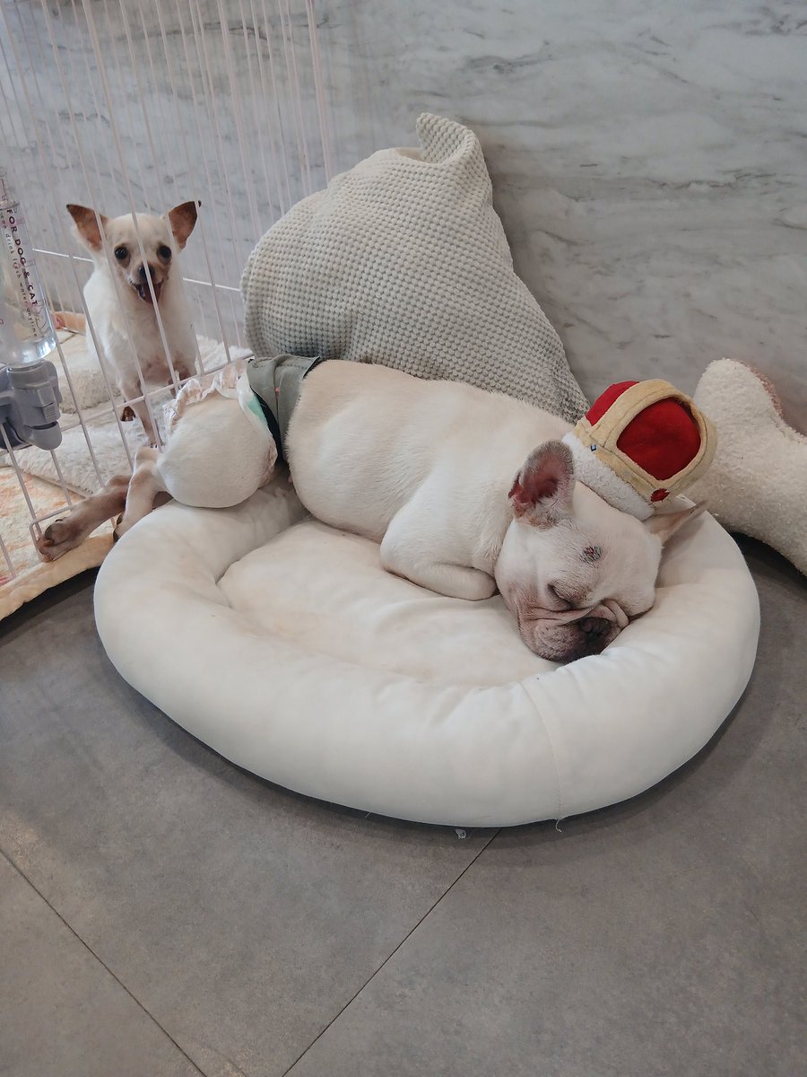 #佐倉  #アネラカフェ佐倉店  #アネラカフェ  #保護犬  #フレンチブルドッグ を狙う檻越しの #チワワ