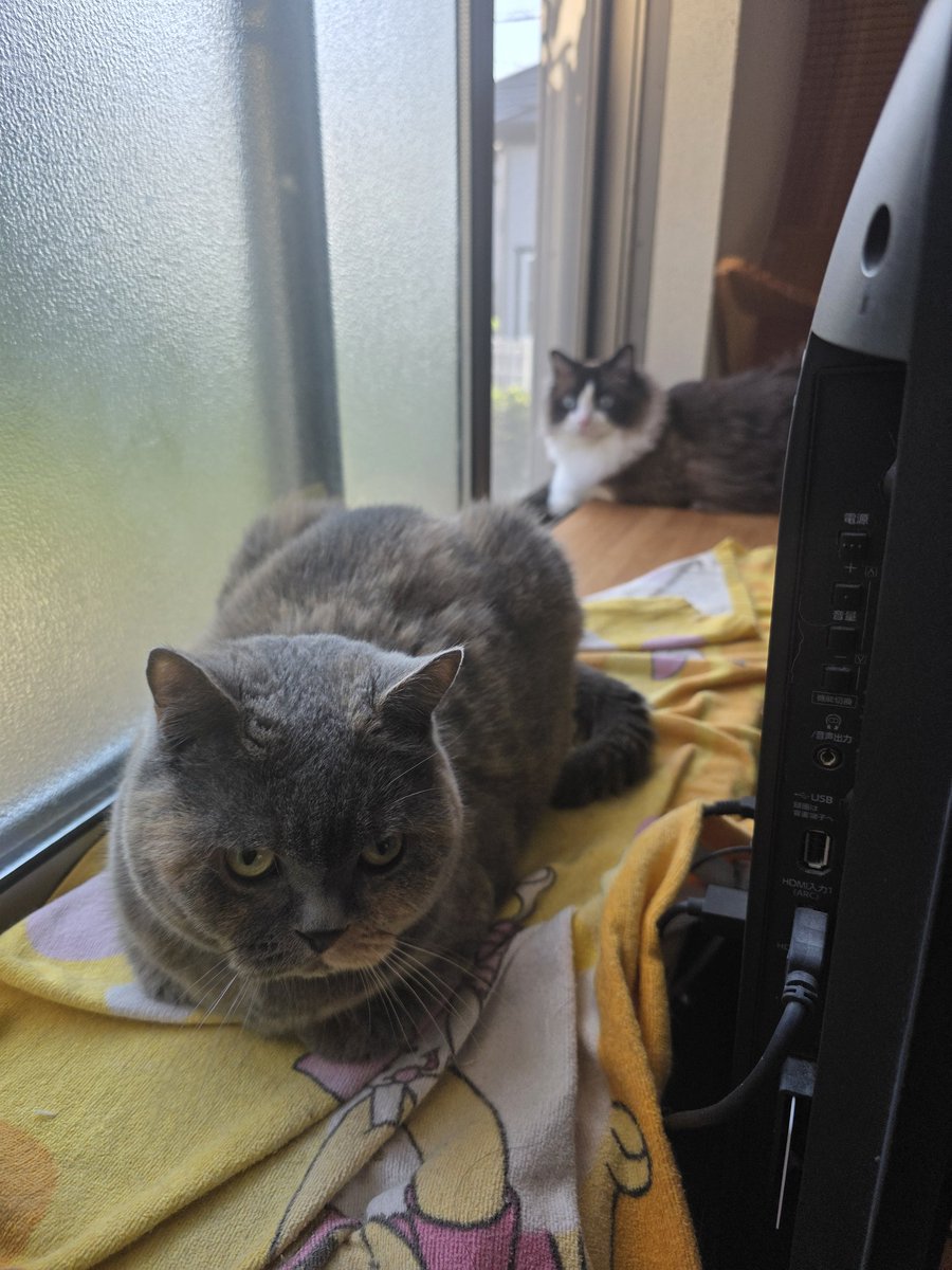 ikedenko1's tweet photo. お気に入りの場所を先に蒼琉に取られてご機嫌斜めなこむぎさん🐱 https://t.co/yWSsoDIJIV