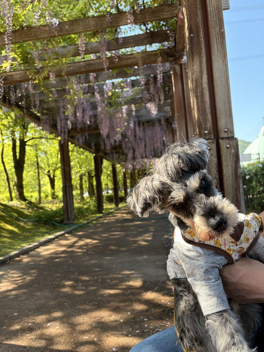 philomama's tweet photo. ゴールデンウィークはふみちゃんと吉岡園地へ藤の花を見に行ってきました。
さまざまな品種の藤の花があって、ピンク色や紫など少し色が違っていたり、香りが強かったり全く香らなかったりと楽しめました。
お天気が良かったので、のんびり歩いてリフレッシュしました♪ https://t.co/pfq6iPjqa3