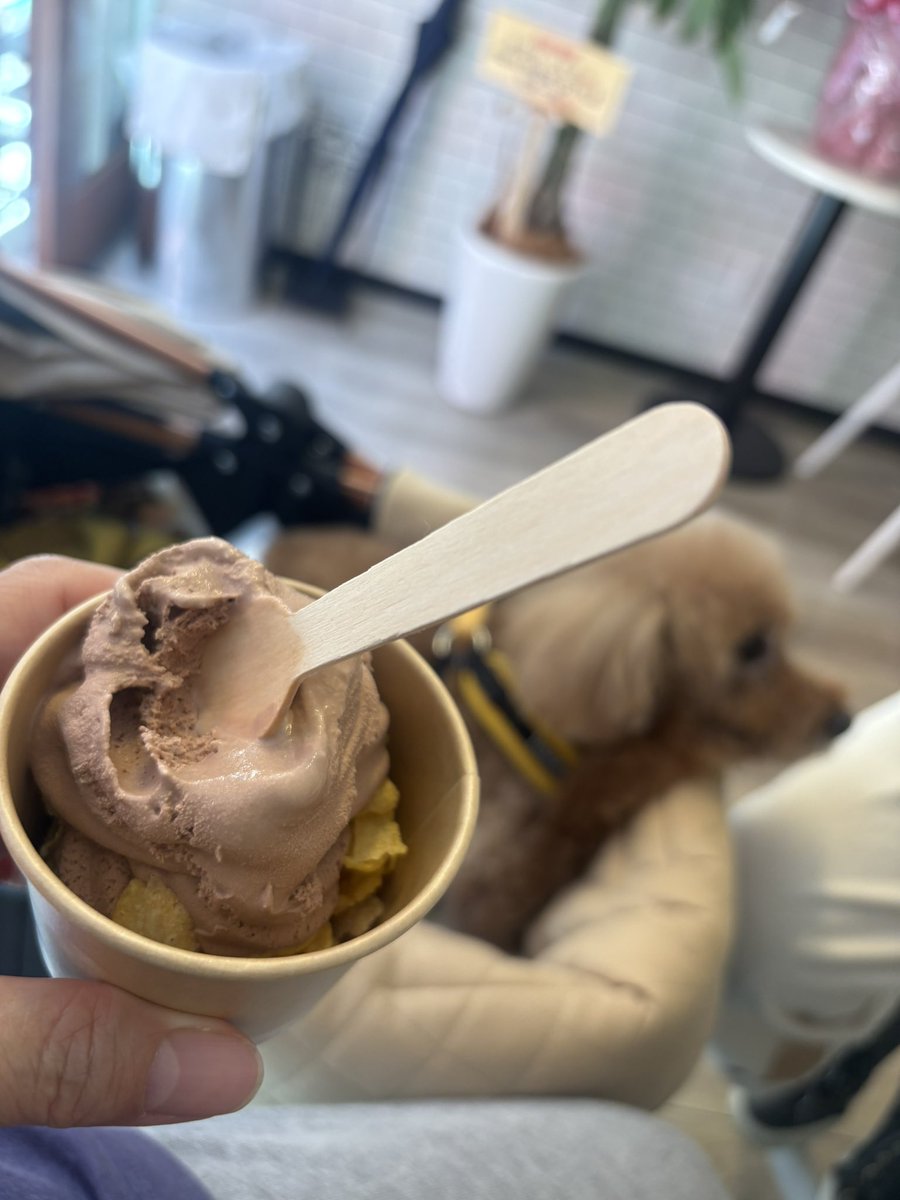 miwa_dj's tweet photo. 📍MOG ICE

こちらも中崎町に最近オープンした
アイスクリーム屋さん🍦
散歩で前を通ったら
カールくんが必ず立ち止まるから
入ってみたらワンちゃんokだった🐶

最近はドックフレンドリーなお店が増えてきたからカールくんも一緒にお出かけ増えて嬉しいね✨
https://t.co/DczmiH2zmM https://t.co/M1BPdW0hEJ
