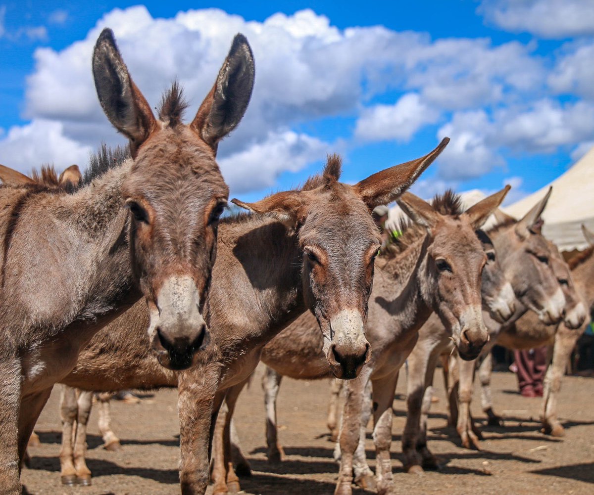 kiyeka_'s tweet photo. A well maintained  and cared for donkey can serve a family for years when cared for properly. Let us value and protect them. 🫏 @farmingsystemsk @TheBrookeEA #DonkeysBetterAlive #ProtectAfricanDonkeys https://t.co/UBmqbOBWIR