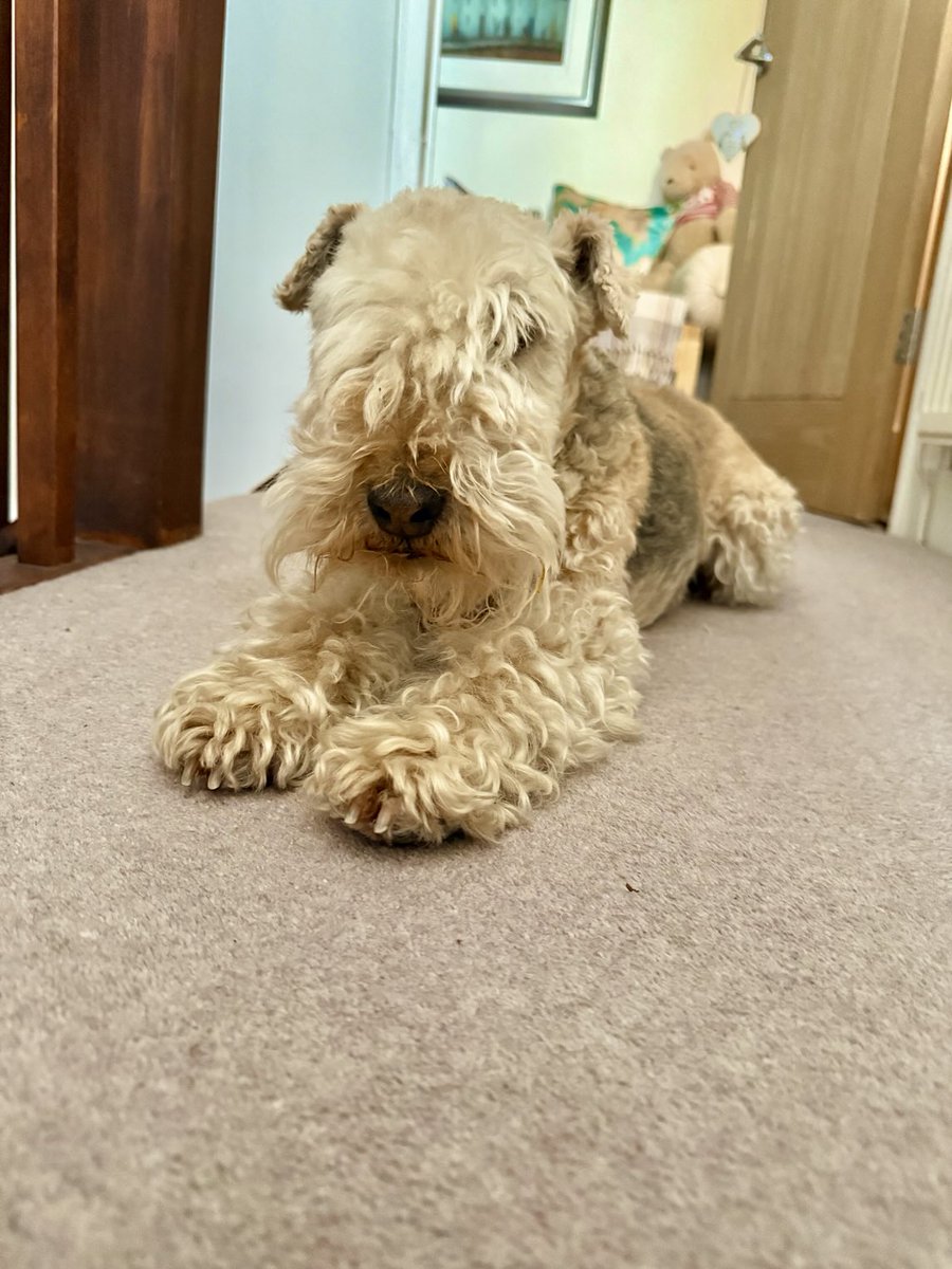 Bertie Lakeland tweet media