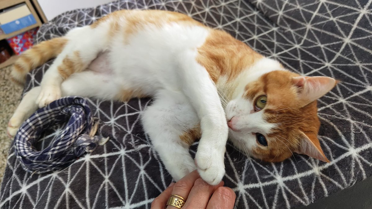 Xiqui busca llar! 
Gatet de 3-4 anys, un autèntic lluitador 💛 Va patir un atropellament molt greu: mandíbula, fèmur i paladar trencats.
Ara està recuperat  (sols té un ullet cec) i fa vida completament normal.
Molt carinyós 🧡
WhatsApp ☎️ 611 262 013
#XarxaCatalunyaAdopcions
