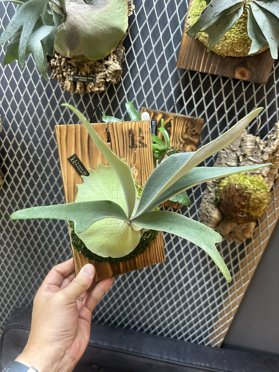 ROSSO PLANTS 【ビカクシダ専門店】 tweet media