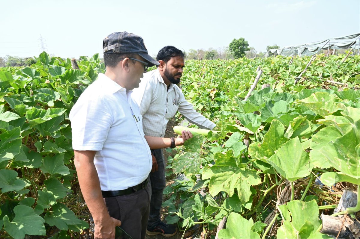 HorticultureCG's tweet photo. ।। फसल विविधिकरण से जांजगीर के किसान को प्राप्त हो रही सालाना लाखों में आमदनी।। https://t.co/GlmW8gZGzL