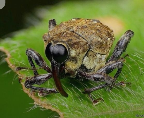plaguedFalchion's tweet photo. @OneLuck__ i dunno... but ill try giving it a looksie....
#weeviltwt https://t.co/8Bhhnll7Lk