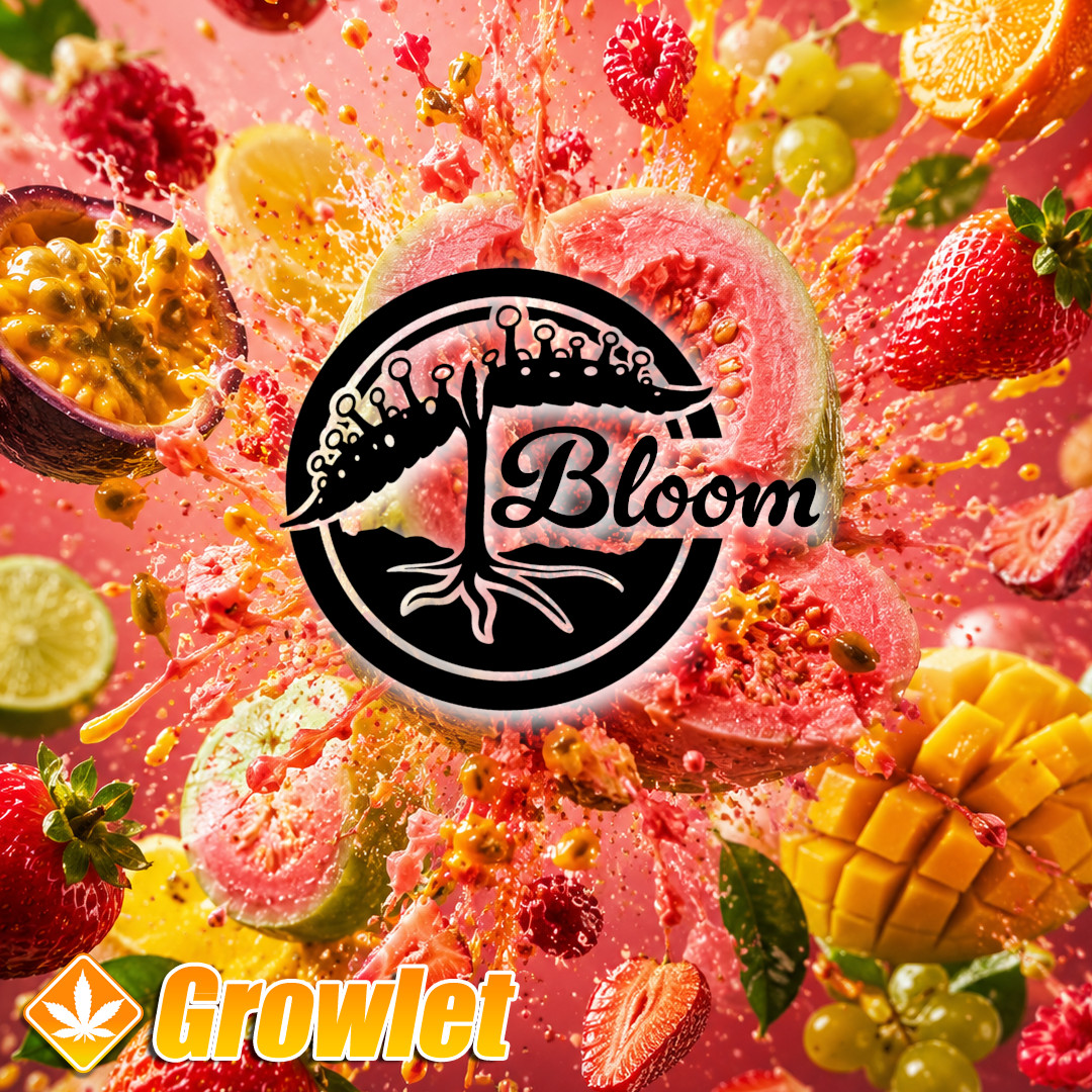 GrowletGrowShop's tweet photo. Bloom Seed Co is in da house 😎
https://t.co/8gOW0XyURR

#growlet

#growlet_grow

#growlet_is_back

#bloomseedco https://t.co/6YPjCZIPCI