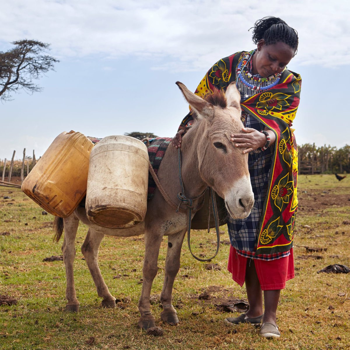 kiyeka_'s tweet photo. Today we celebrate the hardworking donkeys that continue to support millions of lives across Africa. @farmingsystemsk @TheBrookeEA #DonkeysBetterAlive #ProtectAfricanDonkeys https://t.co/or3Erx1J4O