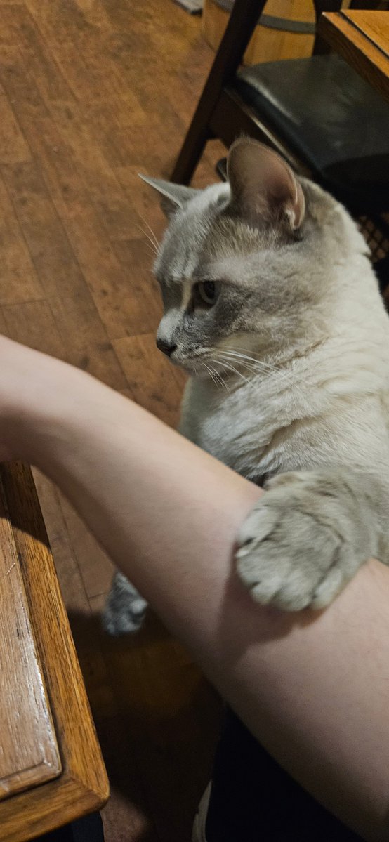 おやつになるといつでも全力なねこ
期待を上回る真剣な様子をみせてくれました