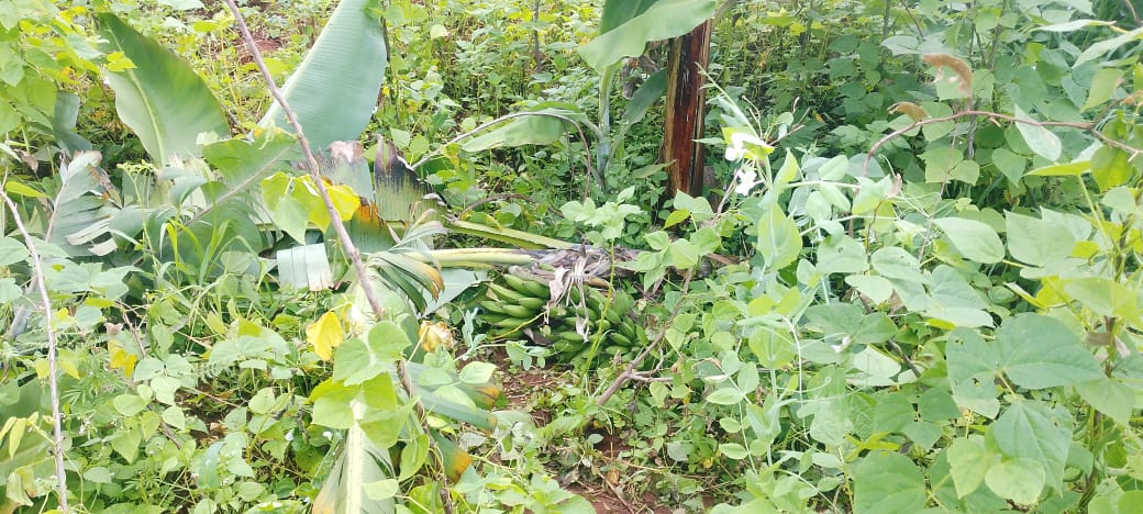 MagazineJimbere's tweet photo. 🌱 72 bananiers ont été détruits par un malfaiteur non encore identifié dans la nuit du 5 mai 2026, dans un champ appartenant à une certaine Renath, sur la colline #Mbuye, zone Mbuye, commune #Kiganda(@Gitega)
👮♀️ Une femme a été arrêtée dans le cadre de l’enquête, tandis que son mari avait déjà pris la fuite
⚠️ Les autorités administratives condamnent vivement cet acte criminel
🍾 Pour certaines personnes, la consommation de boissons en bouteilles plastiques serait à l’origine de ces actes de violence
#Burundi