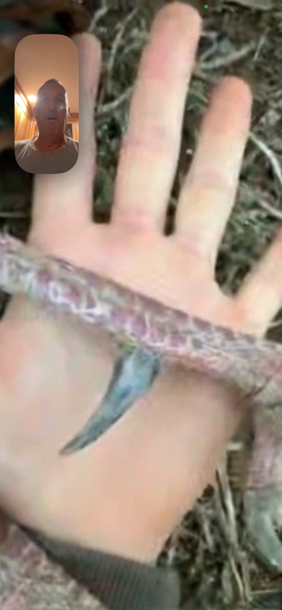 Champbuck tweet media