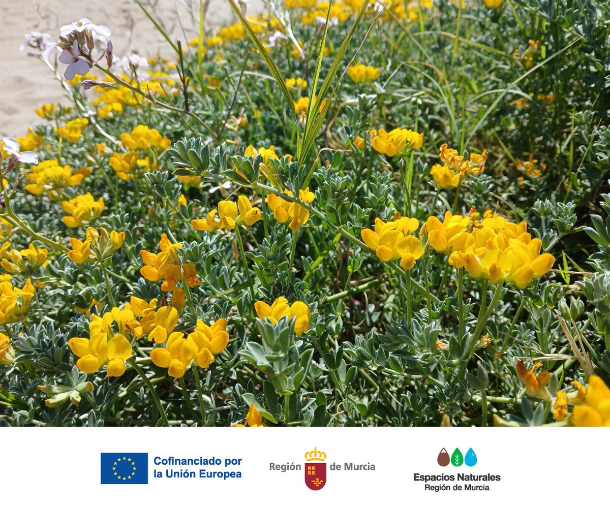Parque Regional Calnegre y Cabo Cope tweet media