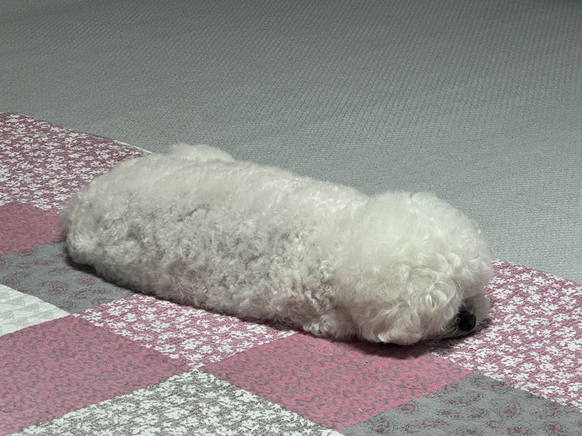 🫧🐥Yerin is at home now and she sent  Happy🐶pic on Bubble

/wa~💕Happy🥰💓