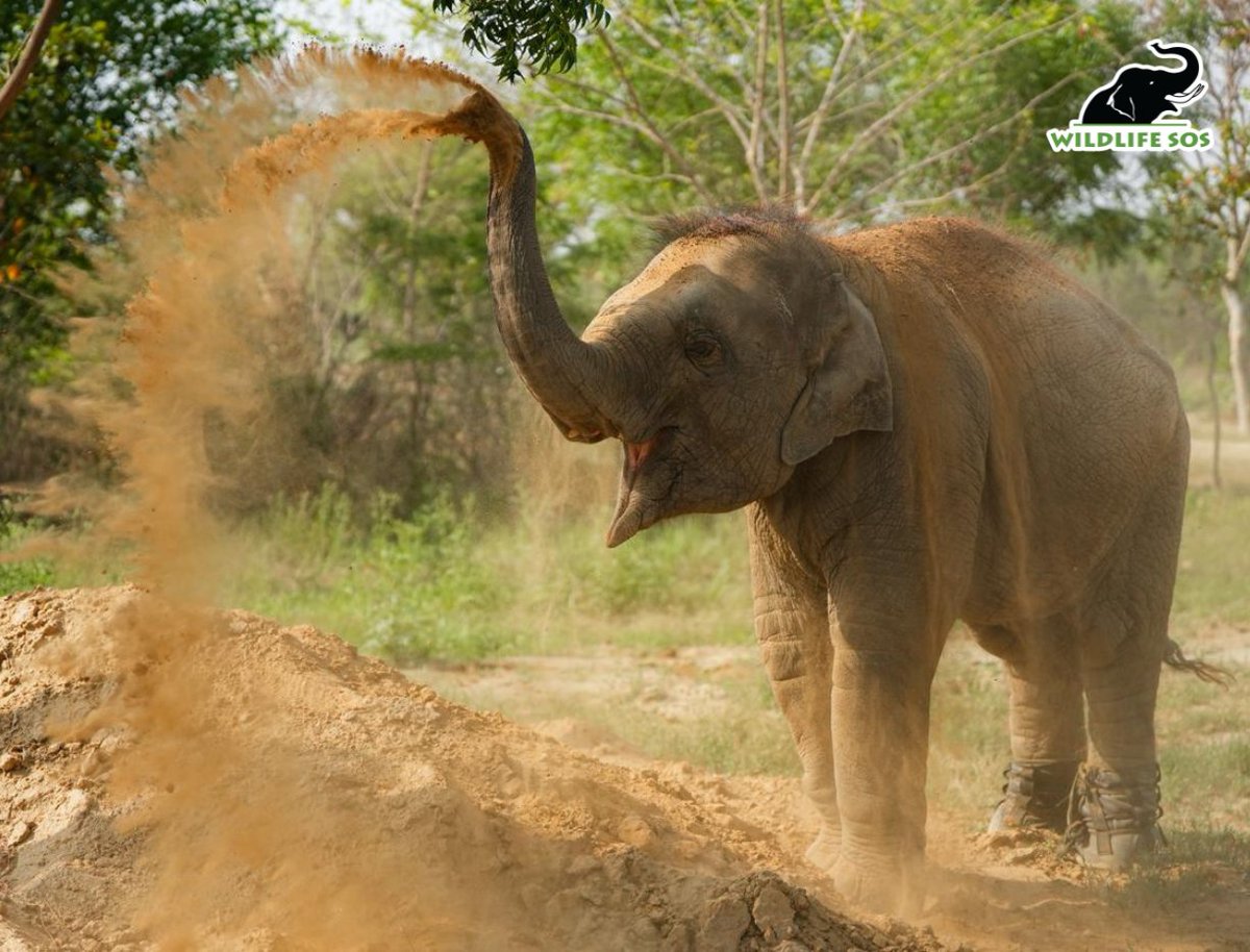 Wildlife SOS tweet media