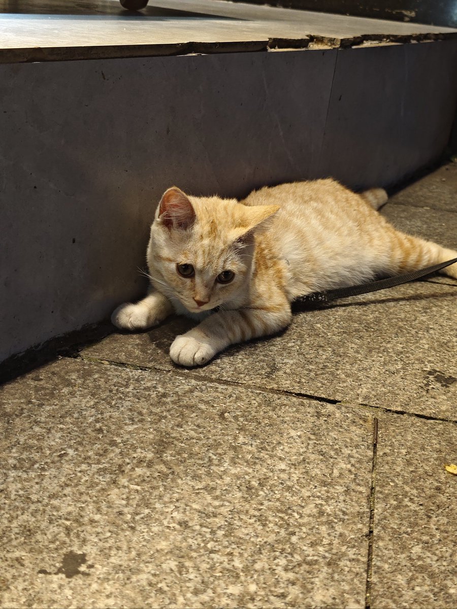 bahrun budi cahyono tweet media