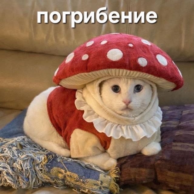 Спихопат с электрогитарой🐍 (@llafdrad4xcxk3e) on Twitter photo 