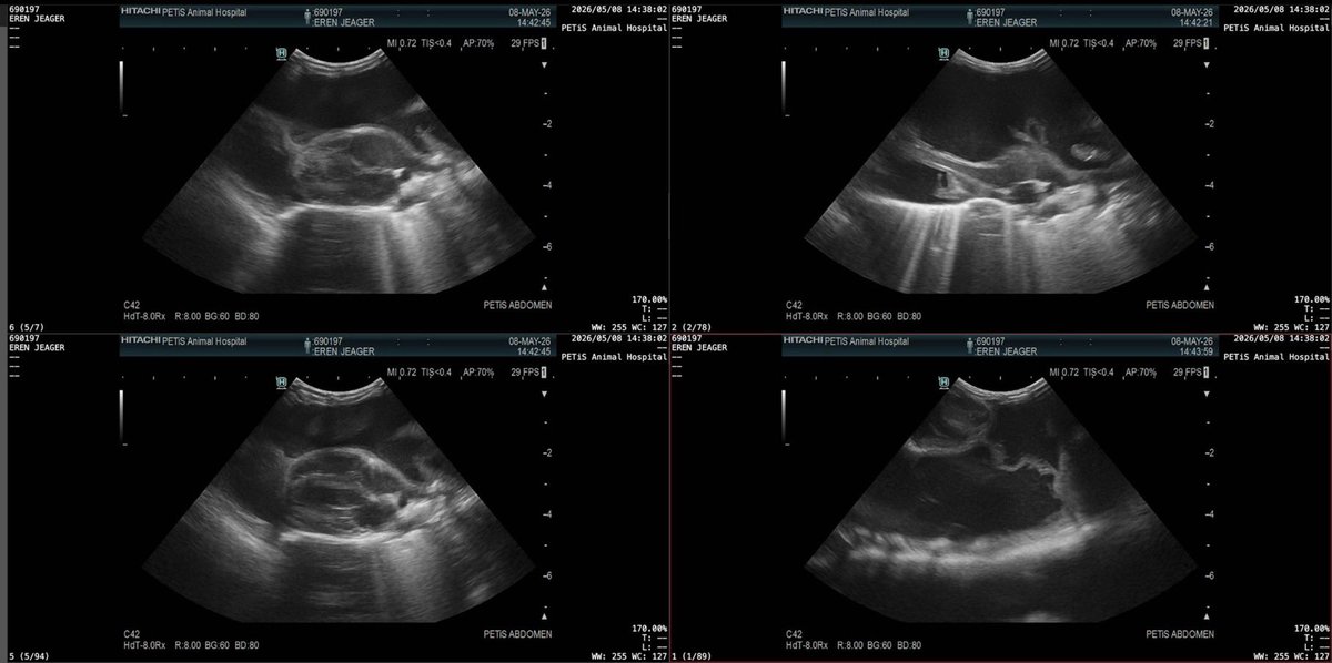 น้องเอเรนมีอาการน้ำท่วมปอด มีใครอ่านผล X ray เป็นบ้างครับ คือผมออกกองอยู่ต่างจังหวัด ใจไม่นิ่งละ 🥺🥺🥺