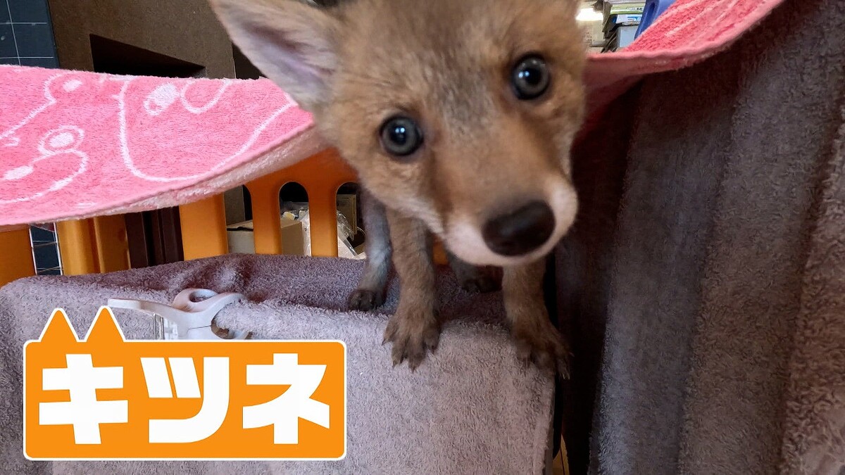 ライブドアニュース tweet media