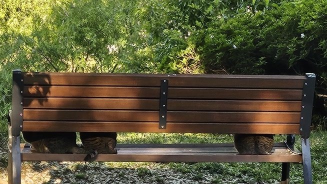 엄마가 산책나가서 보내준 사진