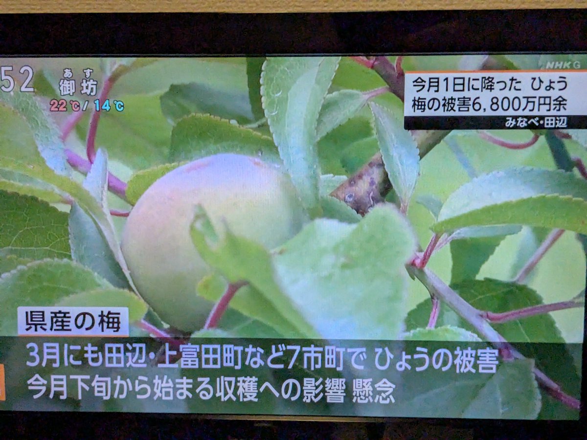 mur130's tweet photo. ええ！今年もなの！？😭 https://t.co/rVy24O0gLF