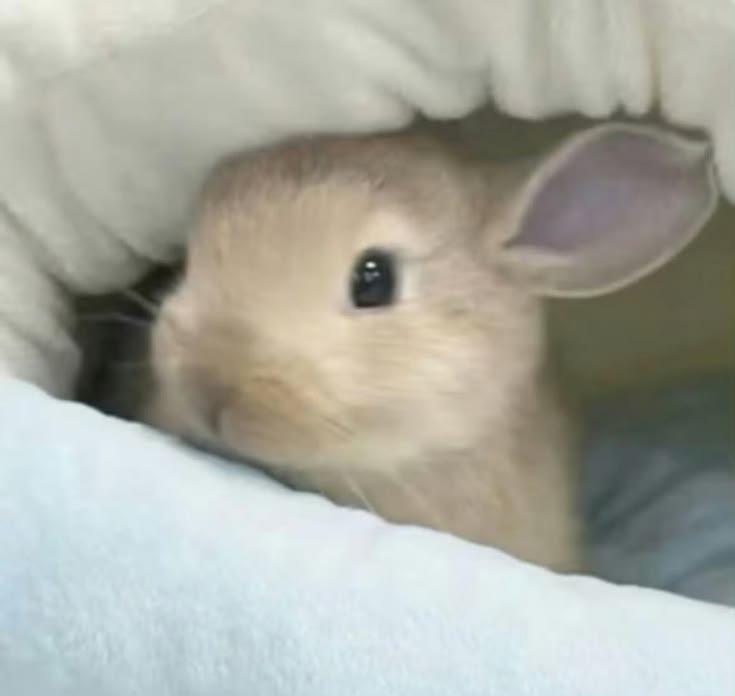 thepopularanimals tweet media