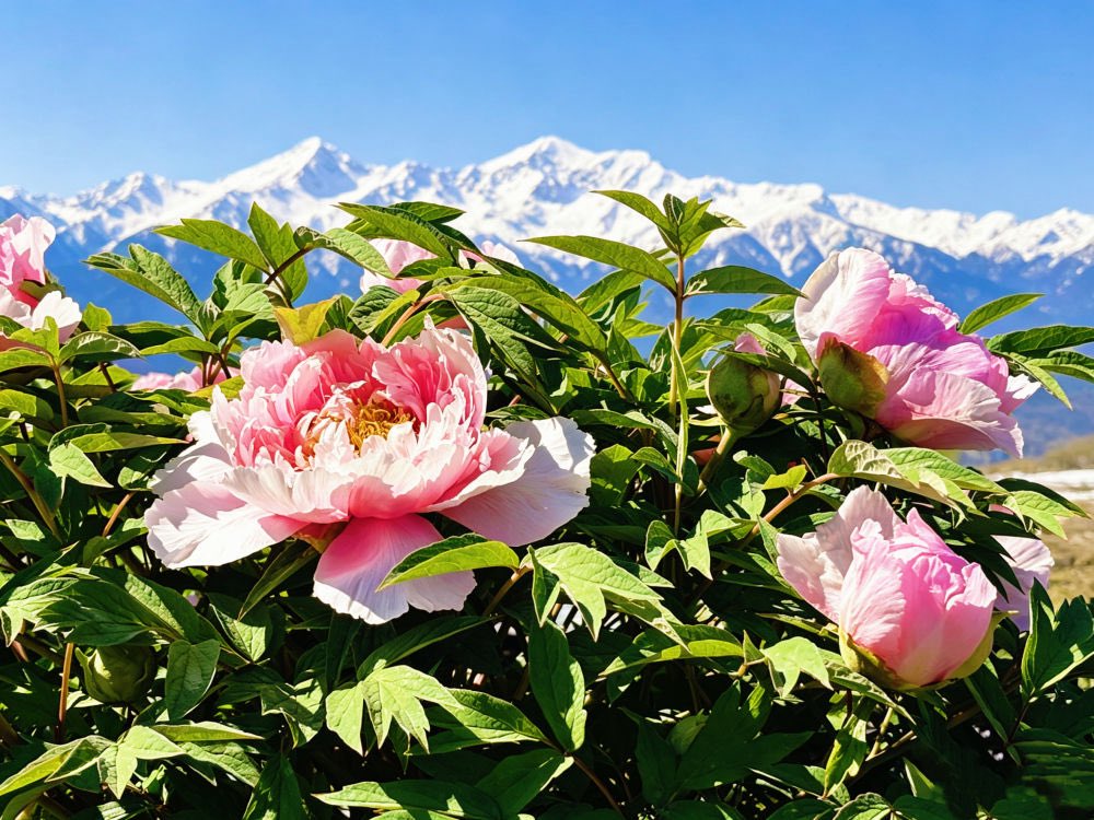 DiscoverGansu tweet media