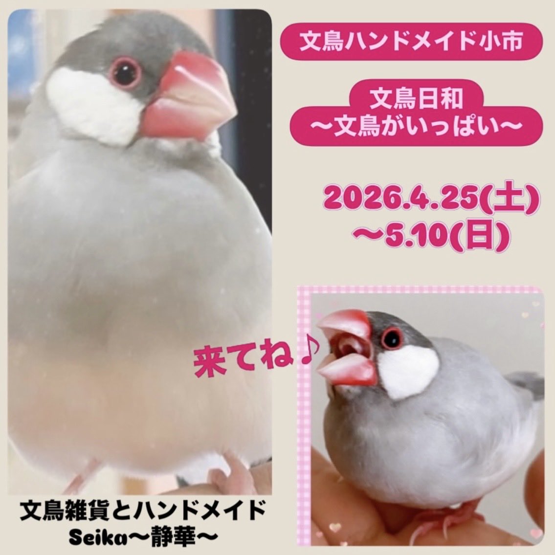 🍀文鳥ハンドメイド小市 文鳥日和〜文鳥がいっぱい〜🍀 ついにあと2日