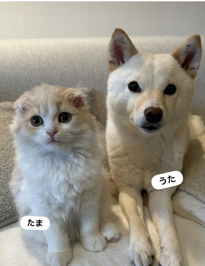 「ペット、会いに行っていいですか？」編集部✨ tweet media