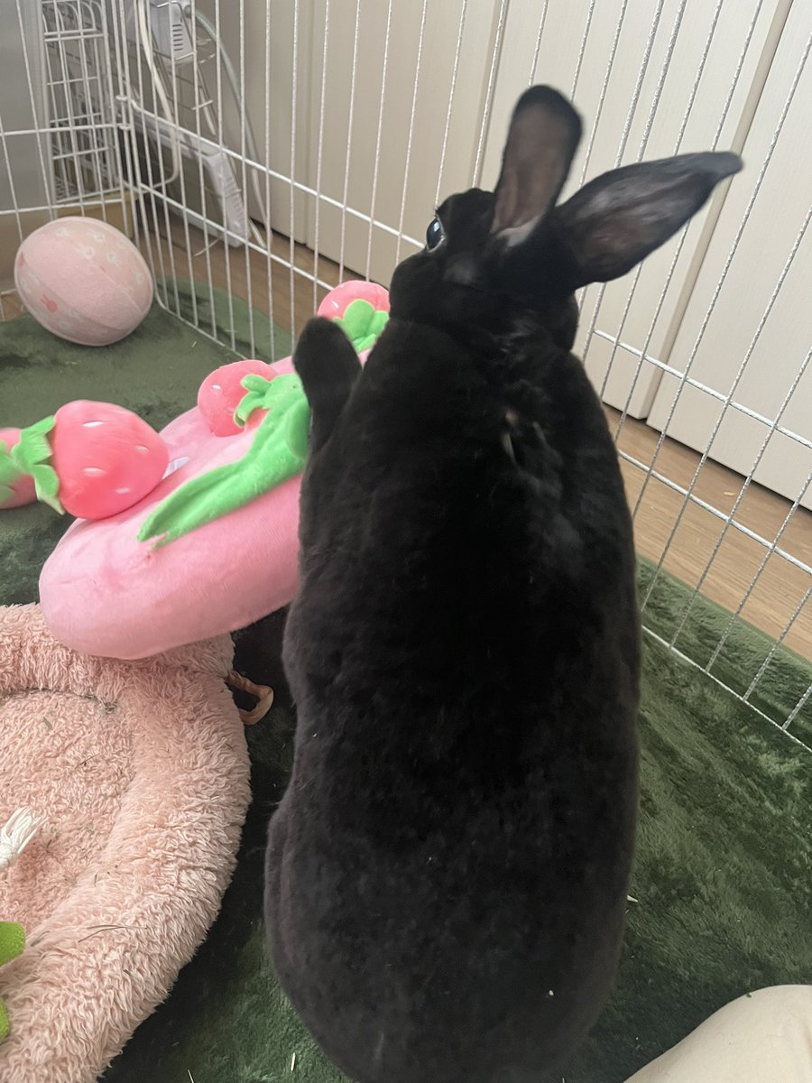 MiniRex77's tweet photo. カトンちゃん大暴れ〜🤣
#ミニレッキス https://t.co/GorhqPU3aG