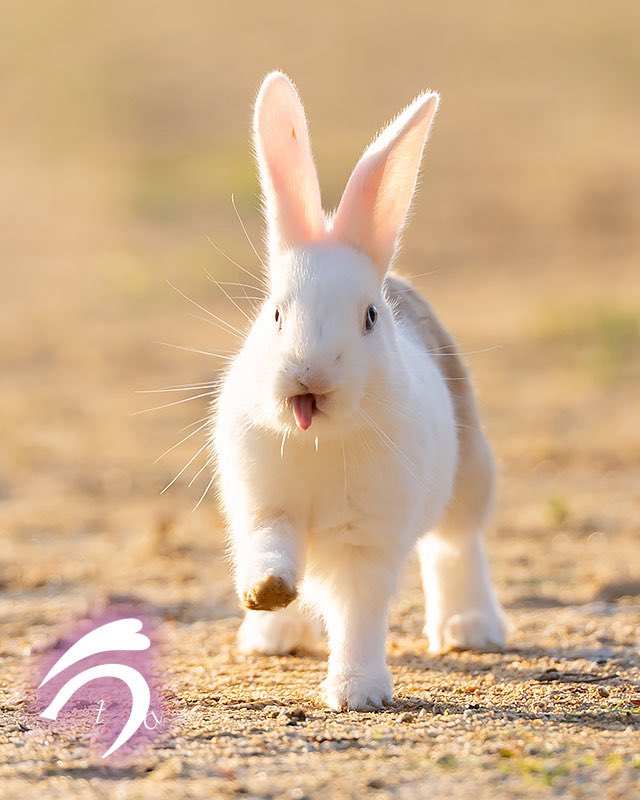 うさぎ写真家 uta (@utajima) / Posts / X