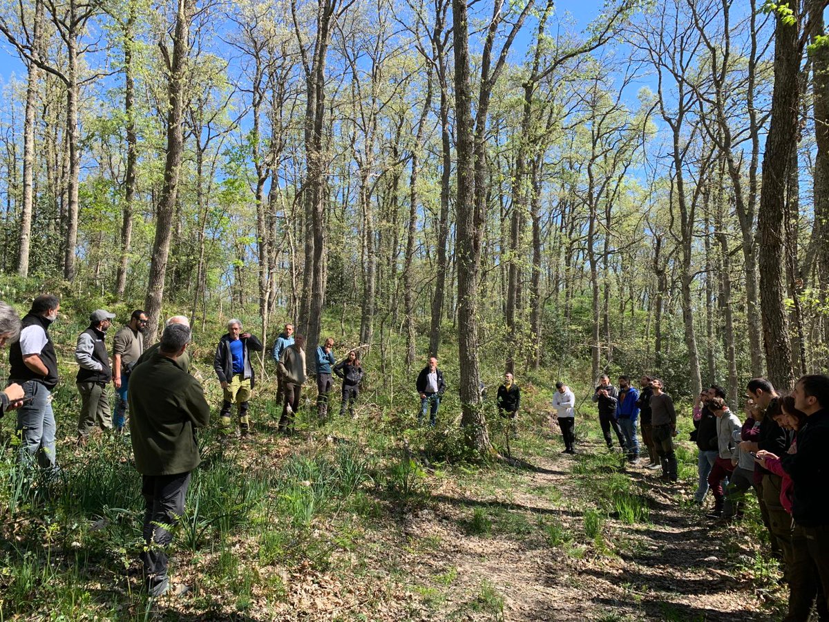 LifeRebollo's tweet photo. El 12º #RebolloLab reunió ayer en Izki (Álava) a profesionales, gestores y técnicos forestales para seguir impulsando la gestión sostenible de los #rebollares. Visitamos el marojal de Izki, el bosque de rebollo más grande de Álava, cerca de 46 asistentes. #LifeREB #Selvicultura https://t.co/YE0AyIEvUy