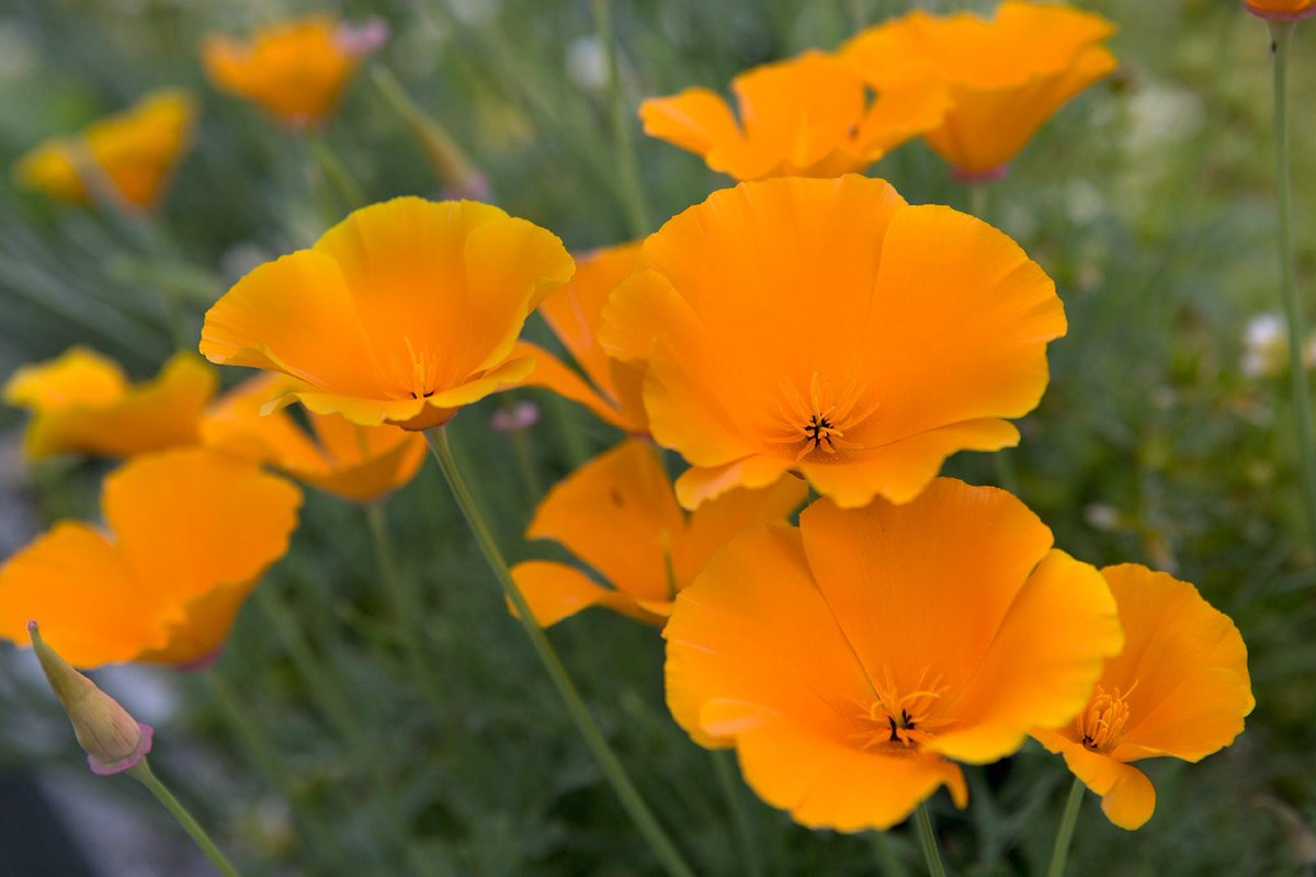 BBC Gardeners' World Mag tweet media