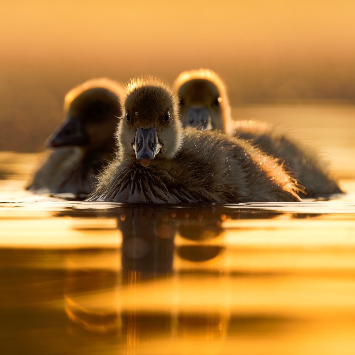 Animal Planet tweet media
