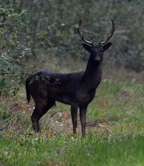 stag tweet media