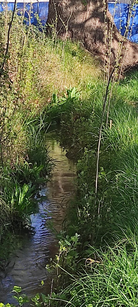 Algunas #fotosdedicadas a los que dicen que no queda #VegaDeGranada que defender. #EleccionesAndalucía
¿Hacemos un 🧵?
¡Anímate y comparte la tuya! 
😍🌿☘️🍃🍀👇