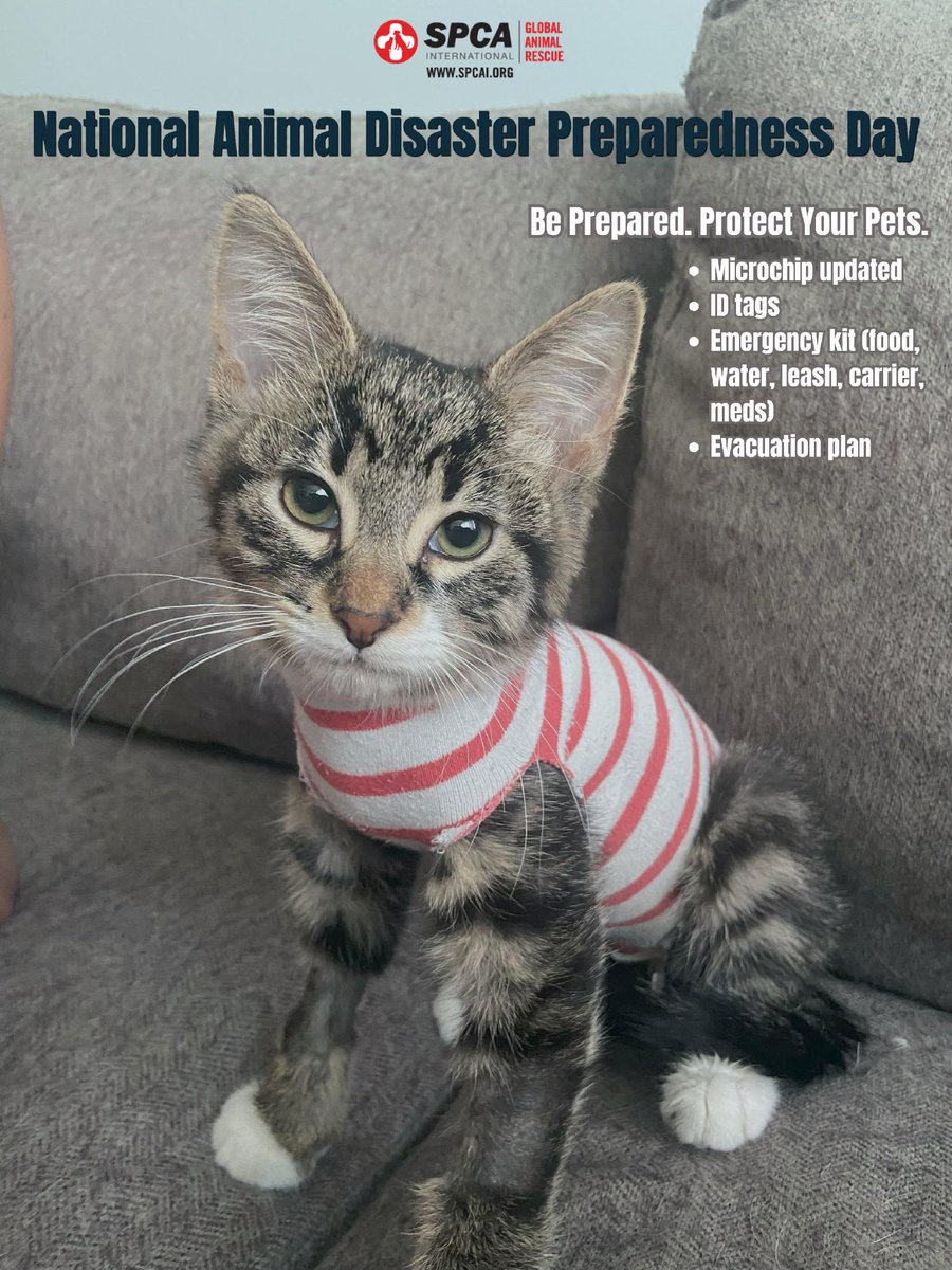 SPCA International tweet media