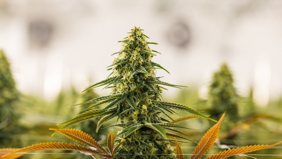 Tilray Brands tweet media