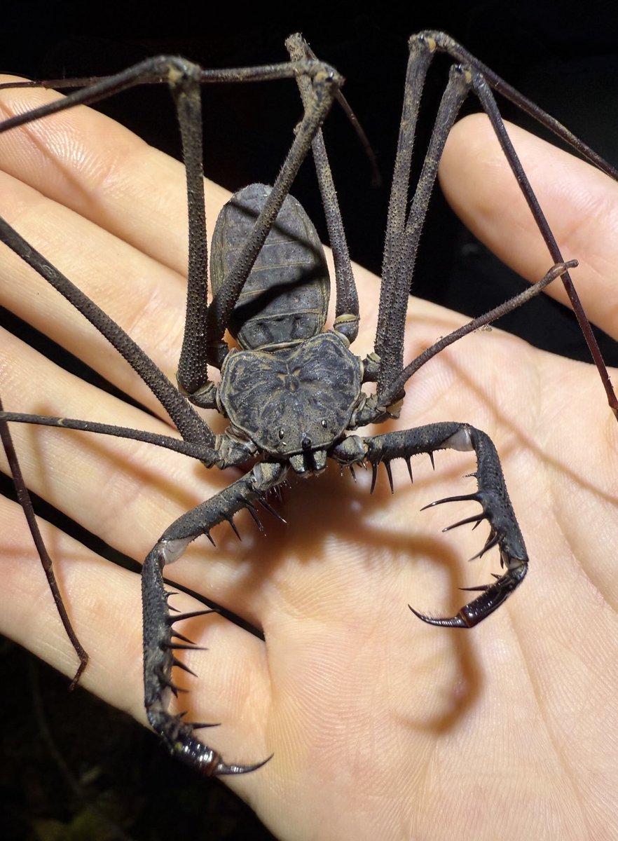 Stuff of dreams or nightmares? 👀
I think she is a cutie! 🥹