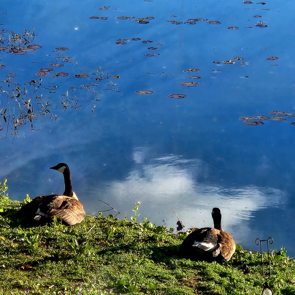 donna_mccance's tweet photo. #Friday
#WeekendVibes

Good morning, friends! #TGIF 🌞

We are starting the day off with a family of #CanadianGeese sunning themselves at #ThePond. The one on the left is a female and she has 5 big #goslings stuffed under her🐥🐥🐥🐥🐥 https://t.co/aXGwS7pkM7