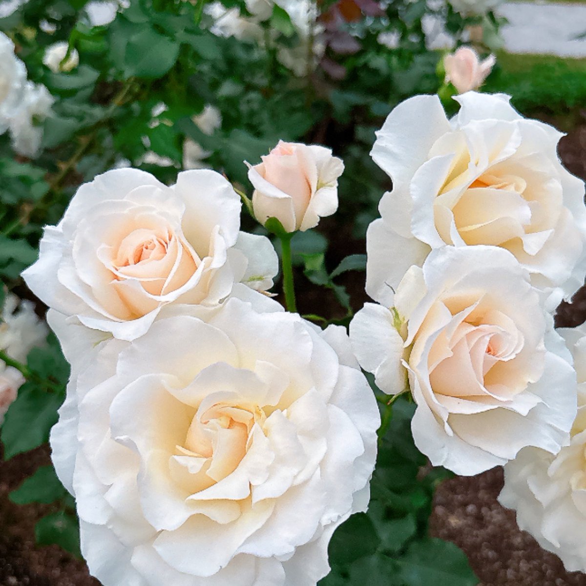 minsa_yoka's tweet photo. 薔薇が満開と聞いて⋆⸜🌹⸝‍⋆

綺麗でいい香りで癒されました https://t.co/MsDrnfvxsF