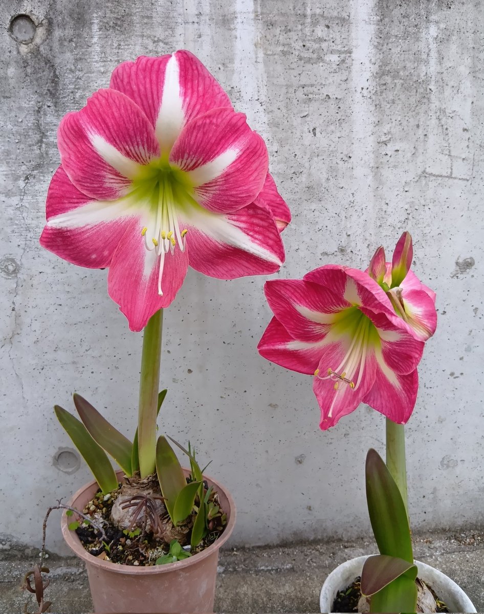 アマリリス♡ maxresdefault.jpg