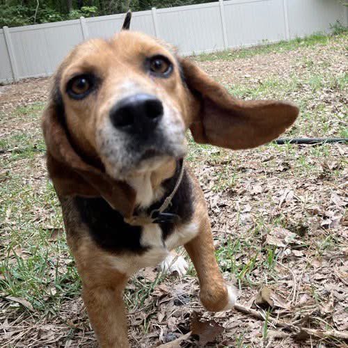 Adoptable beagle of the day-Cornbread! tribeagles.org/product/cornbr…