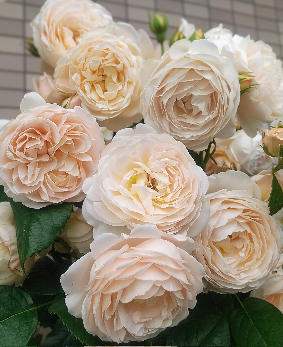 卓上のバラ バラ「堀木園芸 テーブルフォートゥー」 | tokyo_shokubutsu_zufu