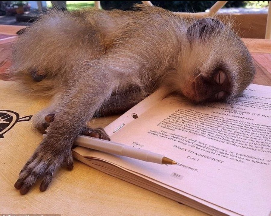 Monkey tweet media