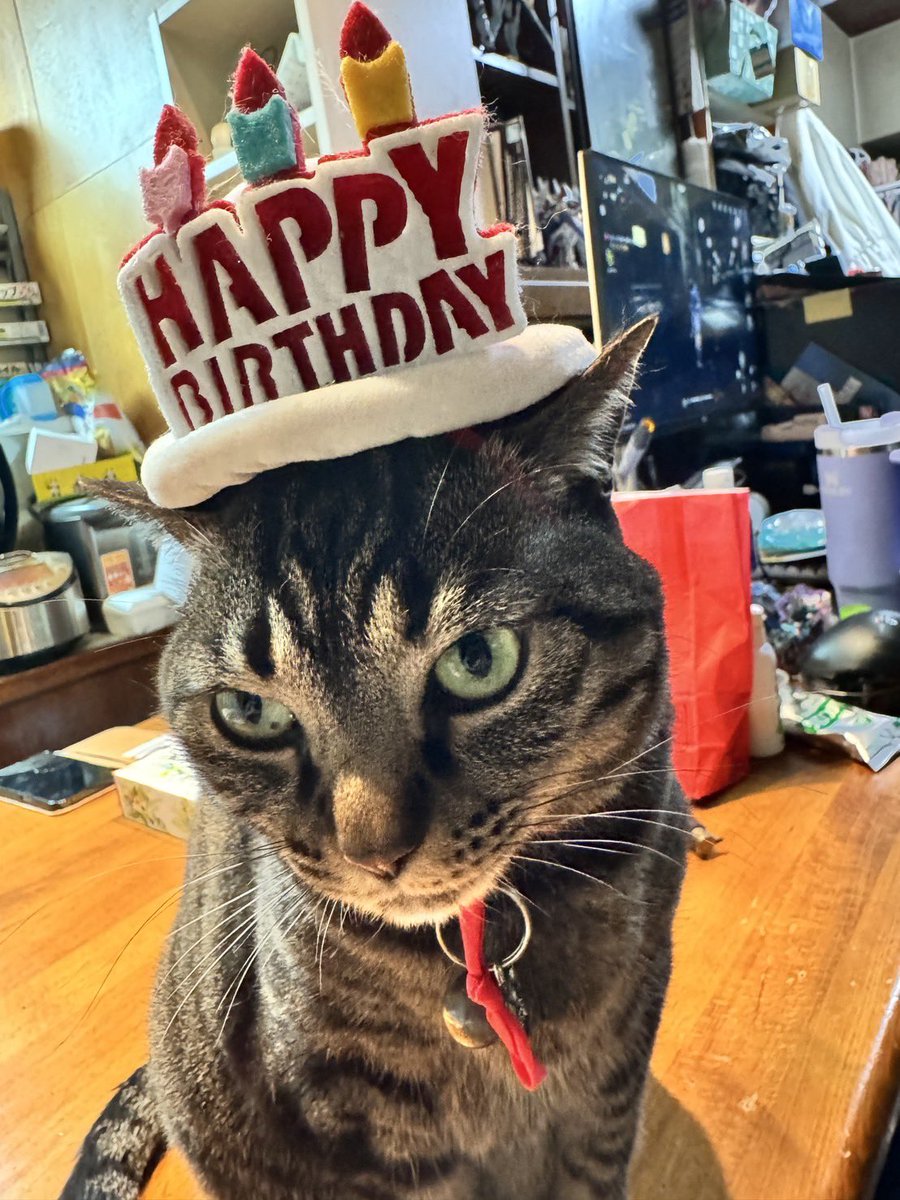 こんばんは 今日はルルの9歳の誕生日🎂 #猫好きさんと繋がりたい