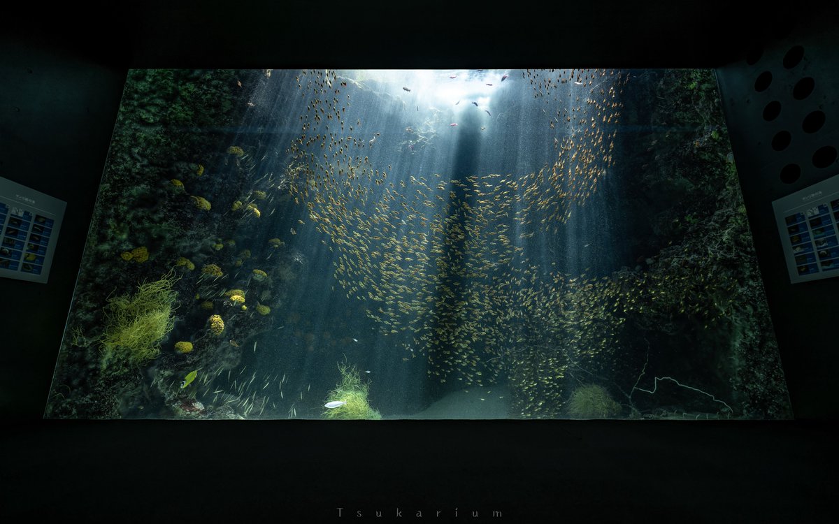 銀鏡つかさ/水族館写真家 tweet media