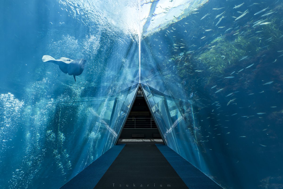 銀鏡つかさ/水族館写真家 tweet media