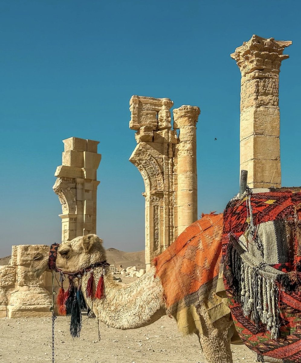 Siran_team's tweet photo. Ancient stones, endless stories
Palmyra still echoes with the glory of lost civilizations 🏛️🐫
#Palmyra #AncientHistory #Archaeology #Syria https://t.co/OLYDoxWtyx